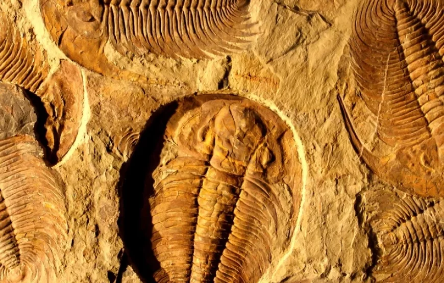 11 days Fossils and Geological Morocco Tour